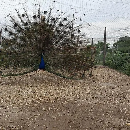 Vad Es Vizivilag Park Panzio Kisfokto Oda ve Kahvaltı Fokto
