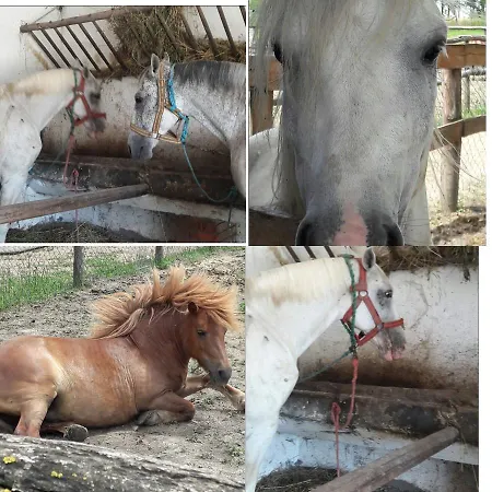 Vad Es Vizivilag Park Panzio Kisfokto Oda ve Kahvaltı *
