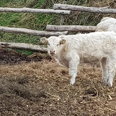 Vad Es Vizivilag Park Panzio Kisfokto *