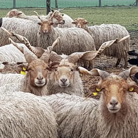 Vad Es Vizivilag Park Panzio Kisfokto