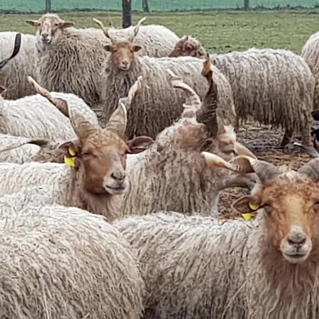Vad Es Vizivilag Park Panzio Kisfokto *
